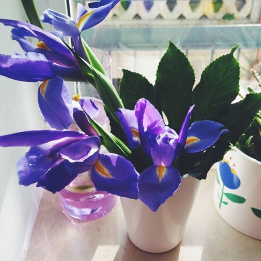 Flores Iris